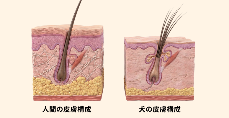 ウルトラファインバブル,awamiz,ナノバブル,人間の皮膚構成、犬の皮膚構成